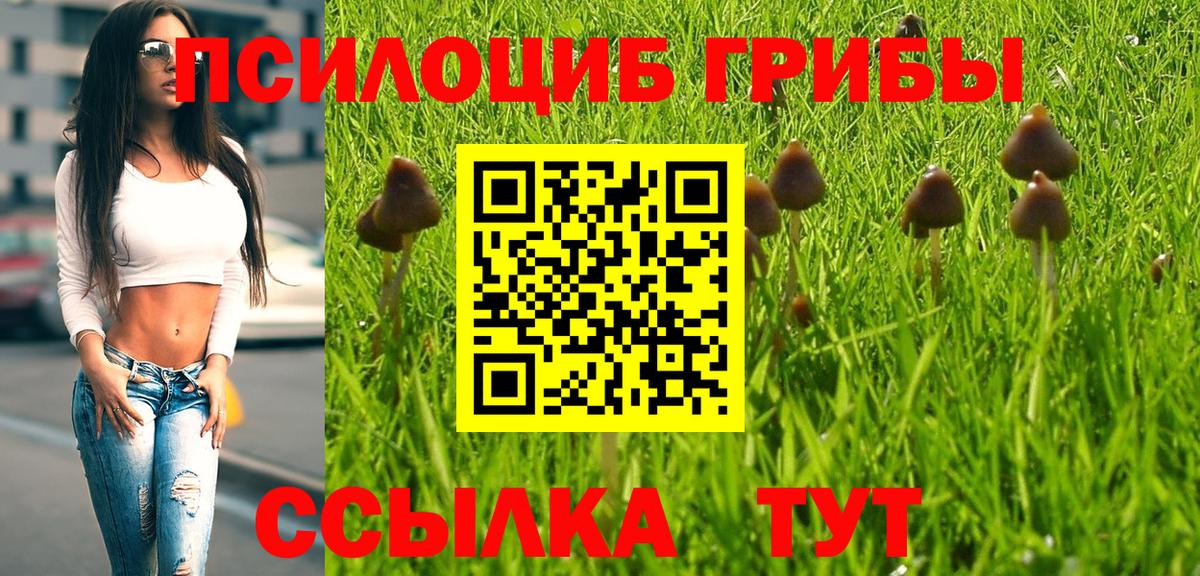 Галлюциногенные грибы Psilocybe Чистополь