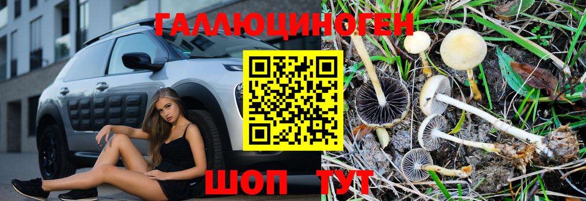 Чистополь  Галлюциногенные грибы Psilocybe  Вход с VPN 